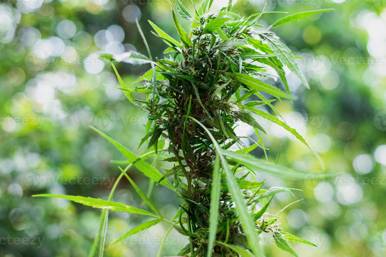 frische grüne Heilpflanze Cannabis, die auf unscharfem Hintergrund blüht, Nahaufnahme, Marihuana-Pflanze mit frühen Blüten foto