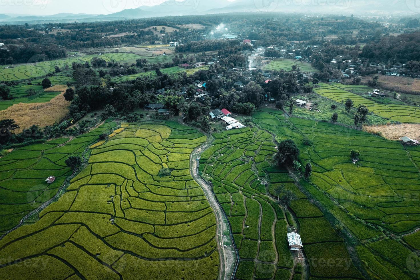 grüne Reisfelder und Landwirtschaft aus der Vogelperspektive foto