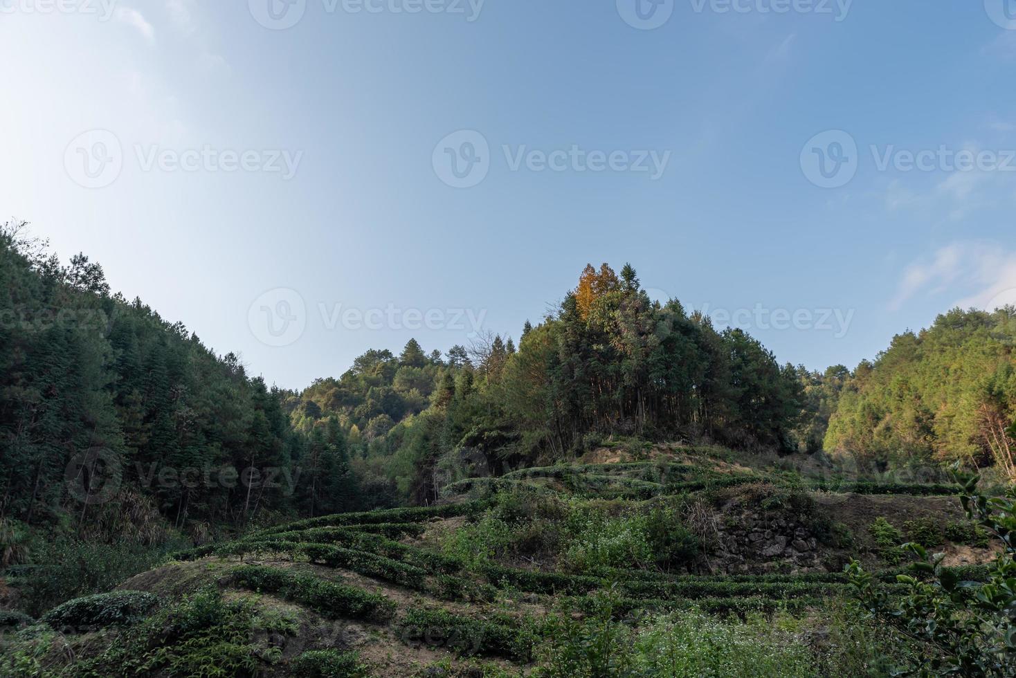 Teebaumblüten im Teegarten in der Sonne foto