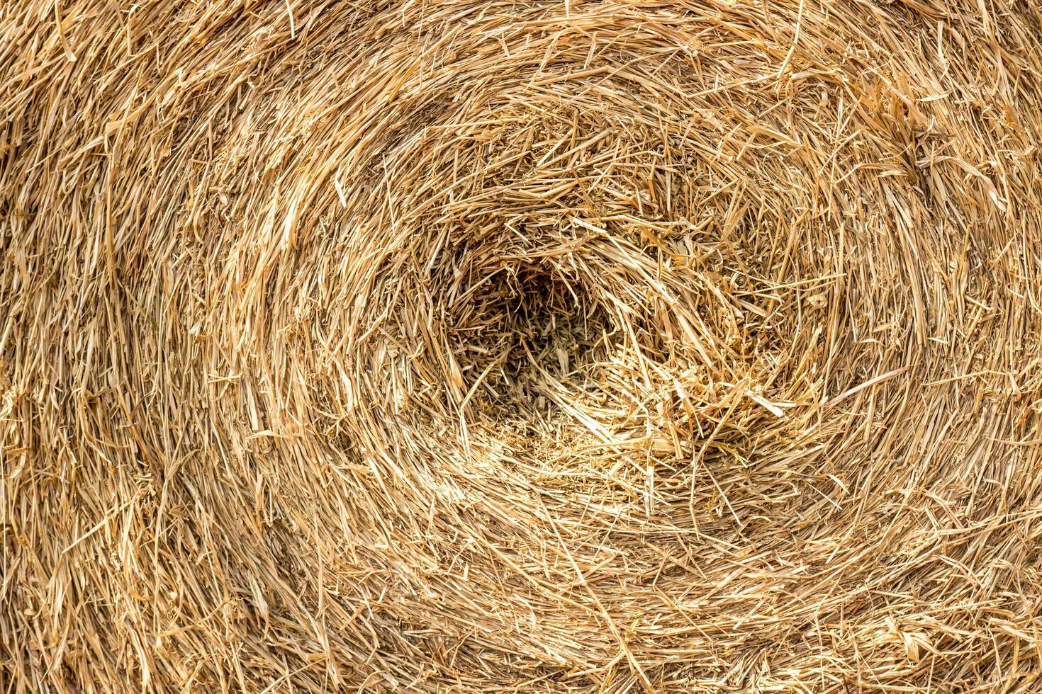 Stroh trockene Reihe in der Farm Nahaufnahme Bild für Hintergrund und Textur foto