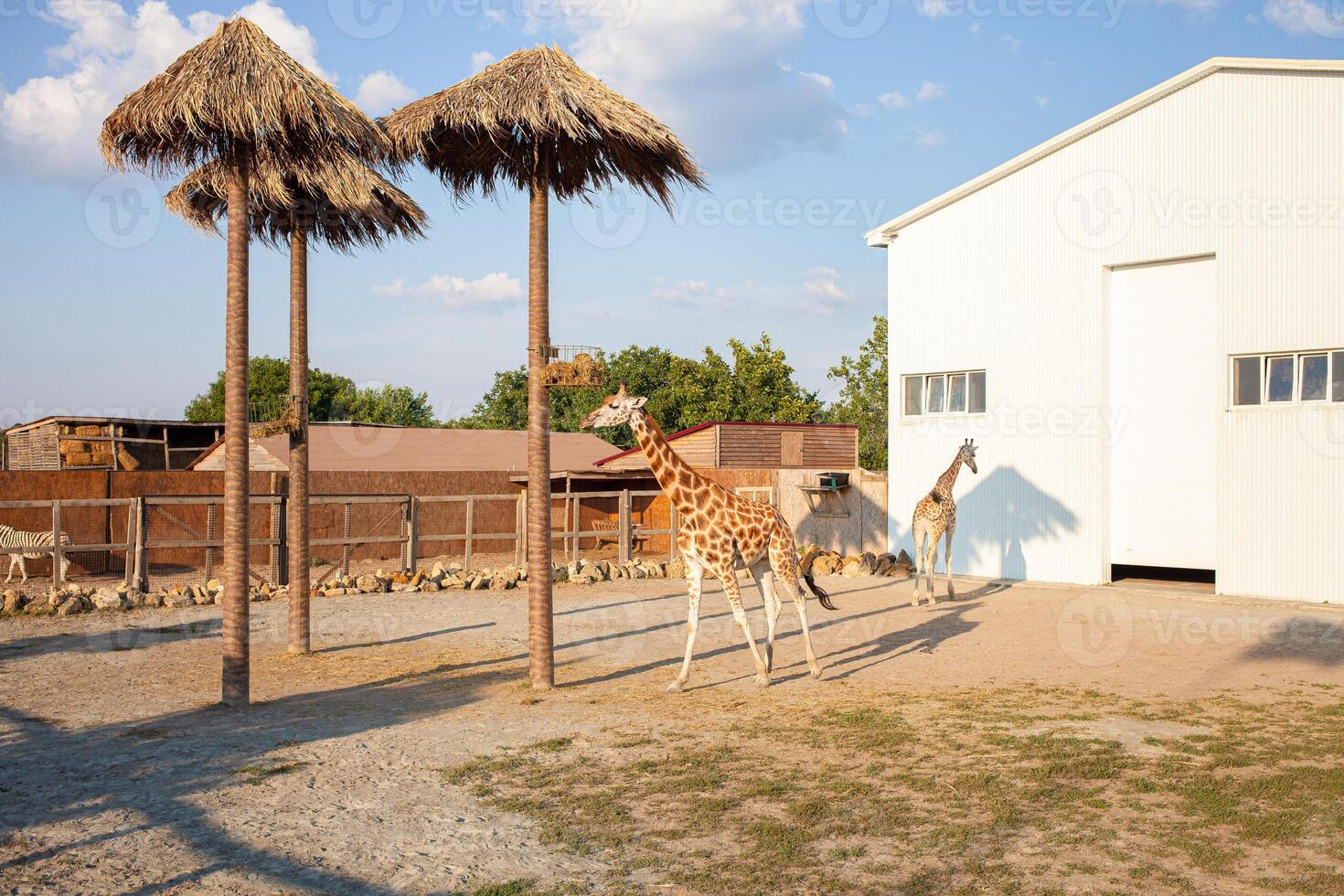 schön Giraffe im Biopark, Geschäft auf afrikanisch Tiere, Tourismus foto