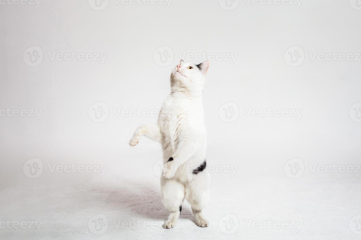 schwarz und Weiß Katze im Vorderseite von ein Weiß Hintergrund Moldawien, Bieger, Juli 5, 2020, Bender Festung, Kinder- eben foto