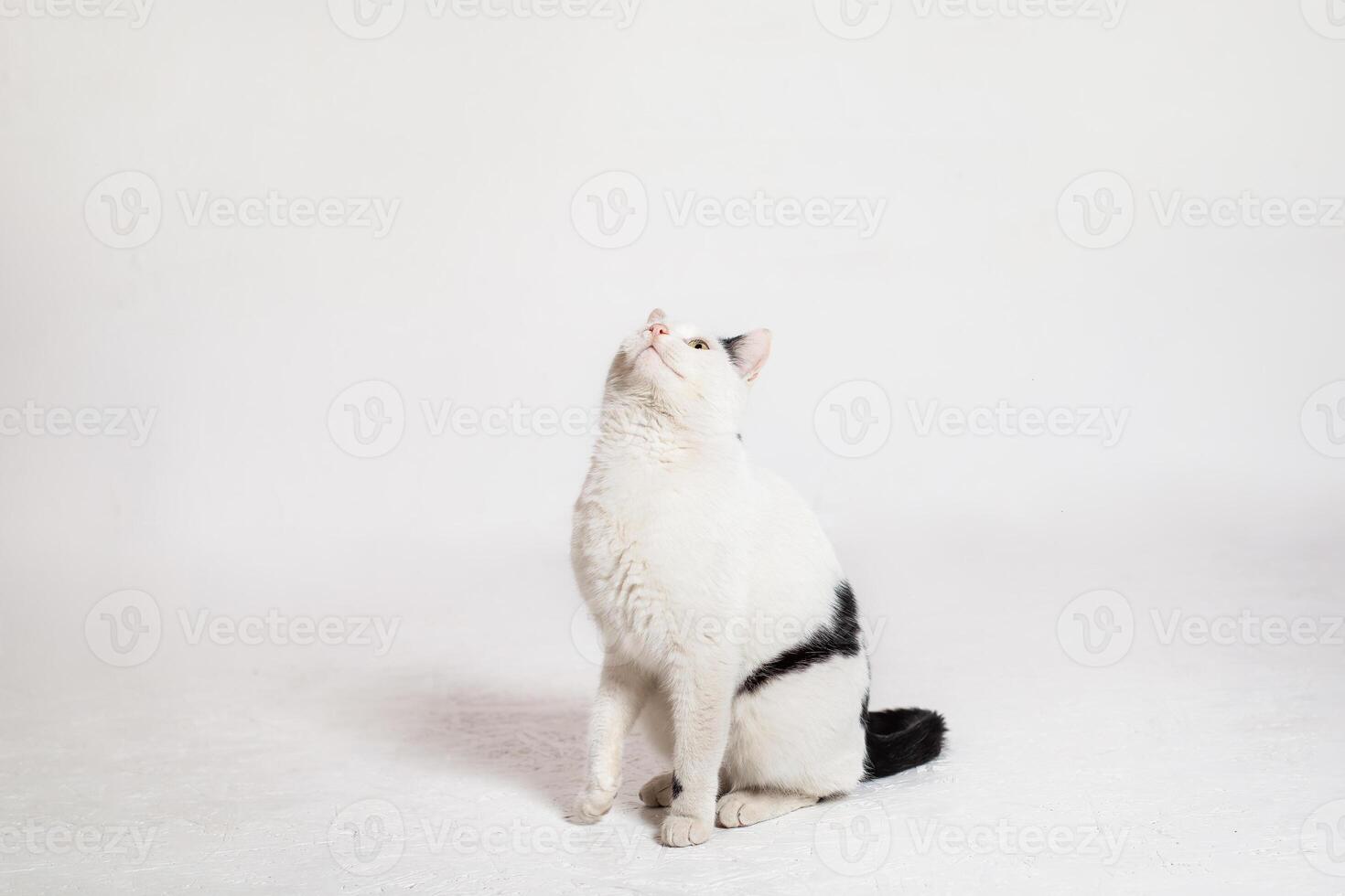 schwarz und Weiß Katze im Vorderseite von ein Weiß Hintergrund Moldawien, Bieger, Juli 5, 2020, Bender Festung, Kinder- eben foto