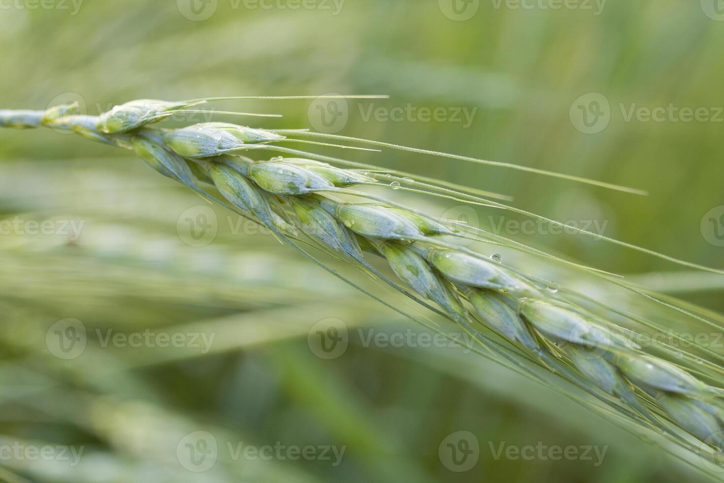 organischer grüner weizen foto