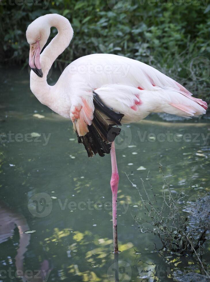 Weiß Flamingo beim Park foto