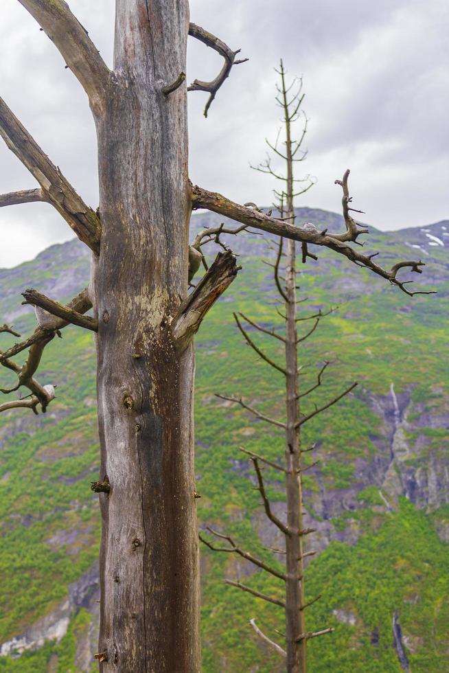 berglandschaft hinter toter baum in utladalen jotunheimen landschaften norwegen. foto