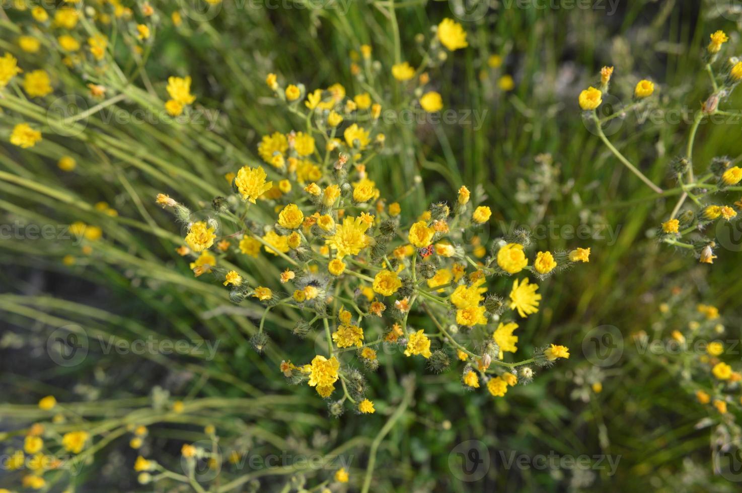 Waldblumen Nahaufnahme von verschiedenen Farbhintergründen foto