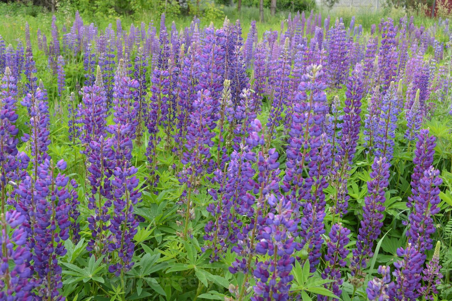 Waldblumen Nahaufnahme von verschiedenen Farbhintergründen foto