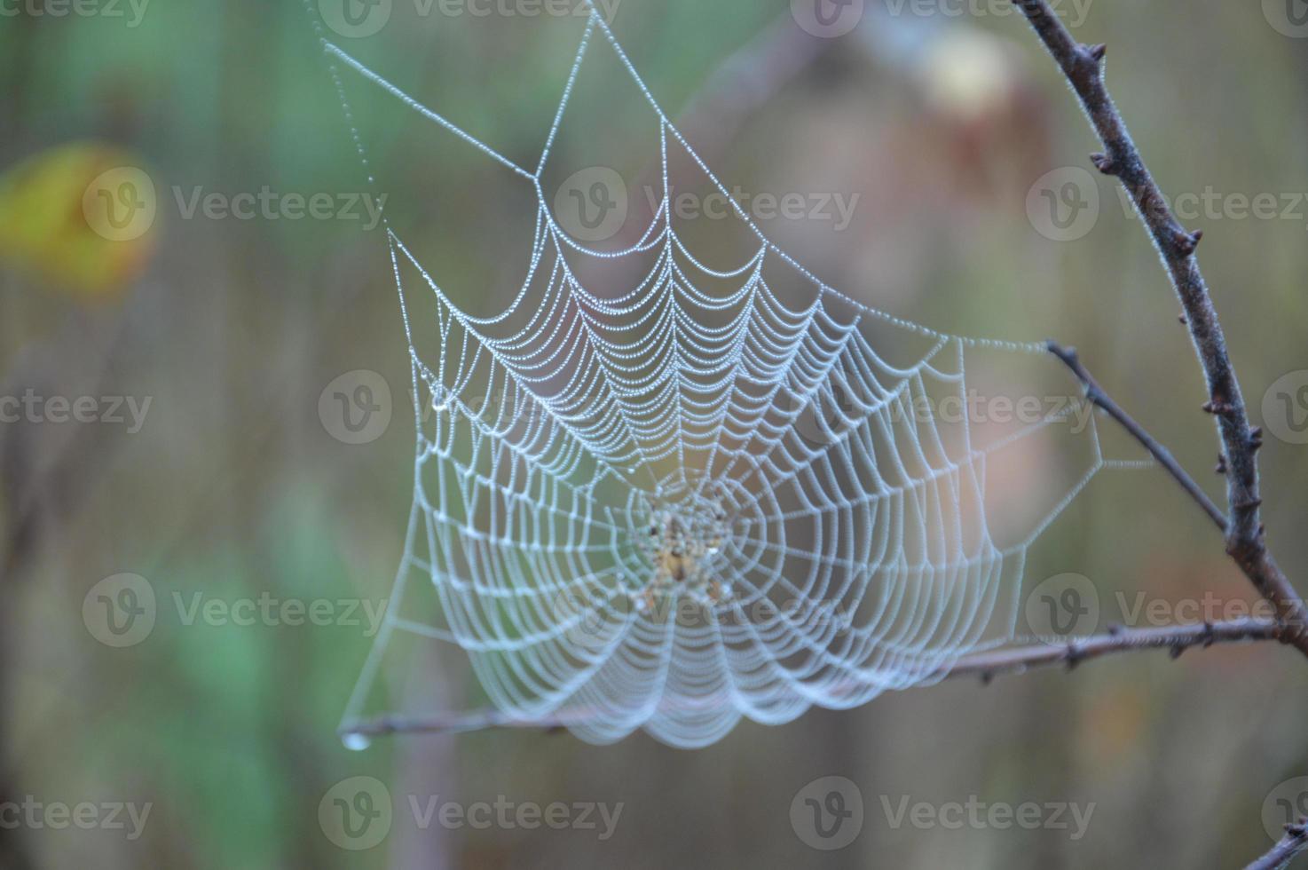 Nahaufnahme Spinnennetz auf Pflanzen und Bäumen foto