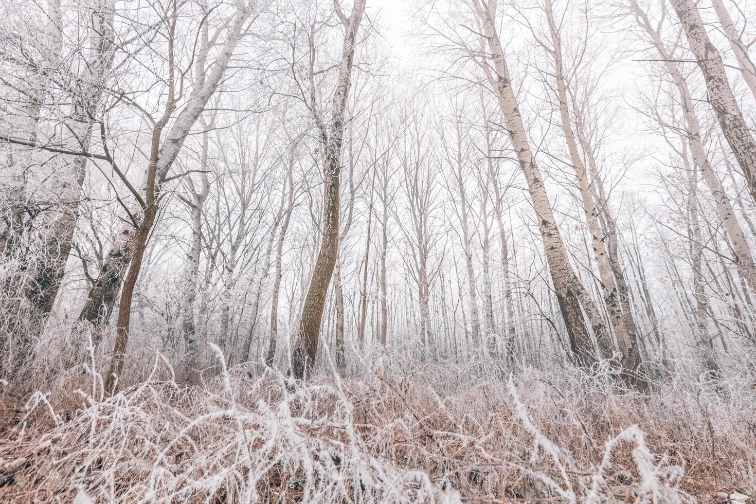 schneebedeckte Bäume im Winterwald mit Weg. gefrorener Birkenwald, neblige Wintermorgen-Naturlandschaft foto
