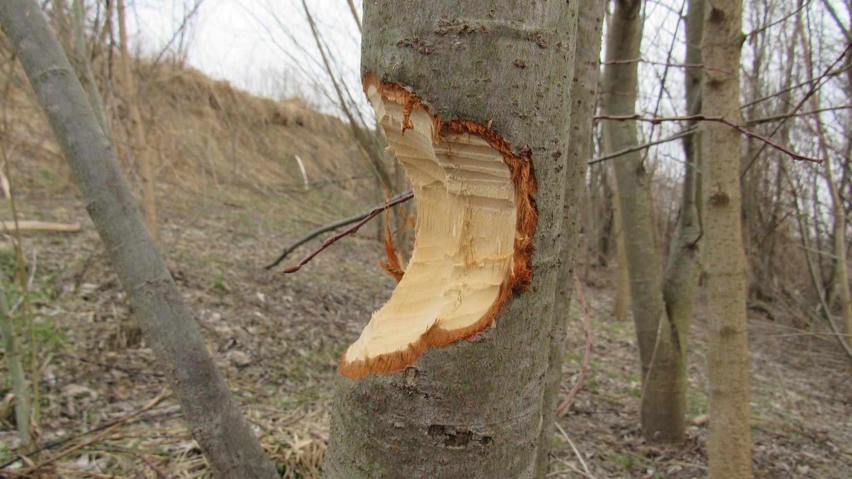 Biber zerstören Bäume. Baum von einem Biber gebissen foto