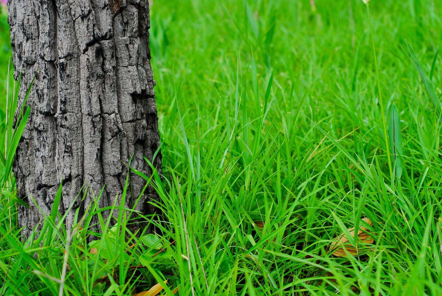 grüner Rasen mit Bäumen im Freien foto