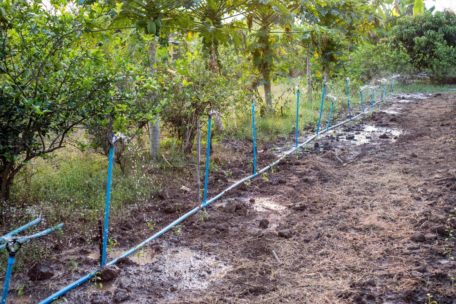 Sprinkler Bewässerung Bewässerung bilden Blau Rohr im das Bauernhof zum kultiviert foto