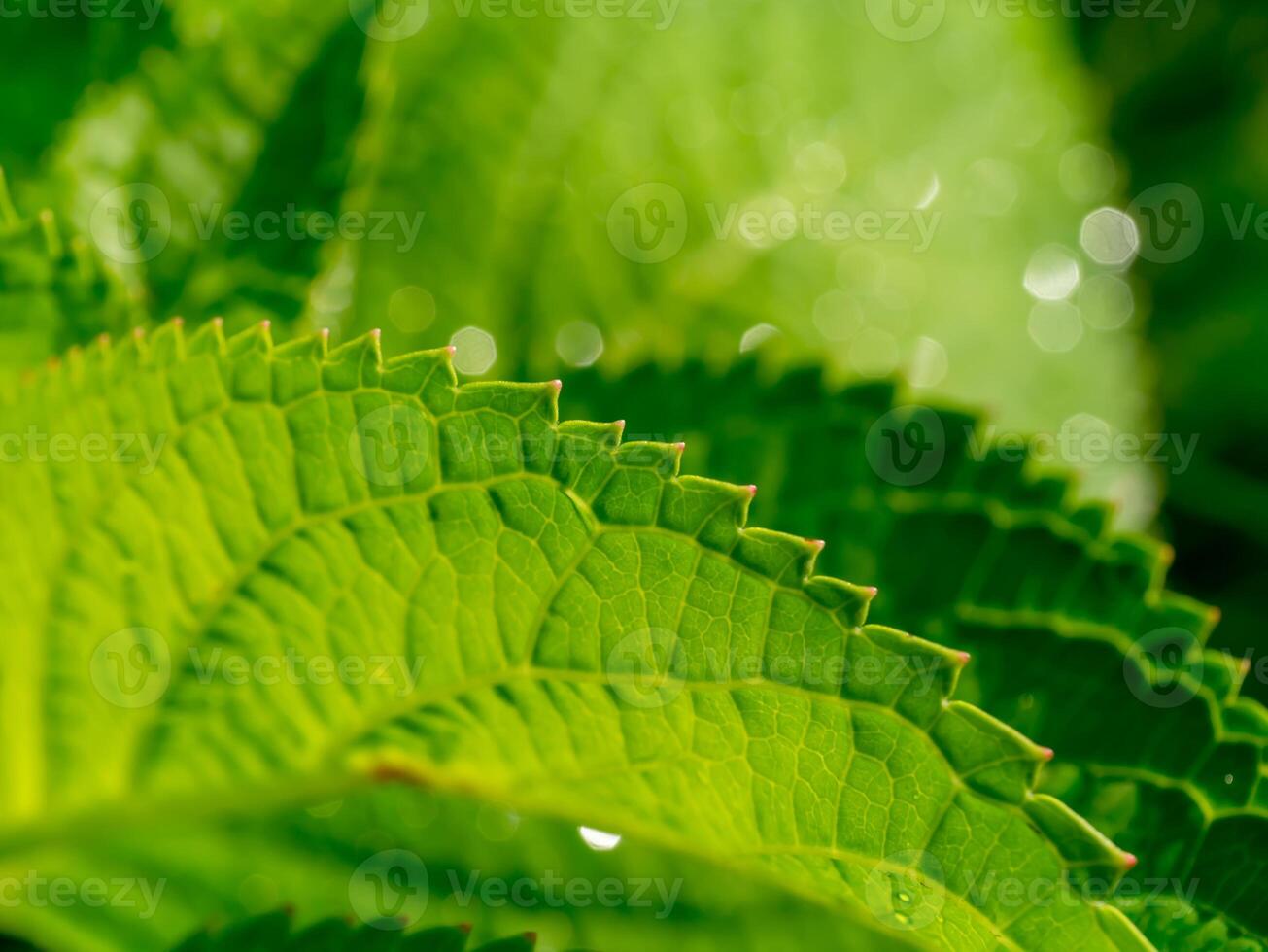 schließen oben Grün Blatt Hintergrund. foto