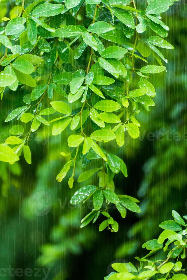 Grün Blätter im das Regen Jahreszeit. foto