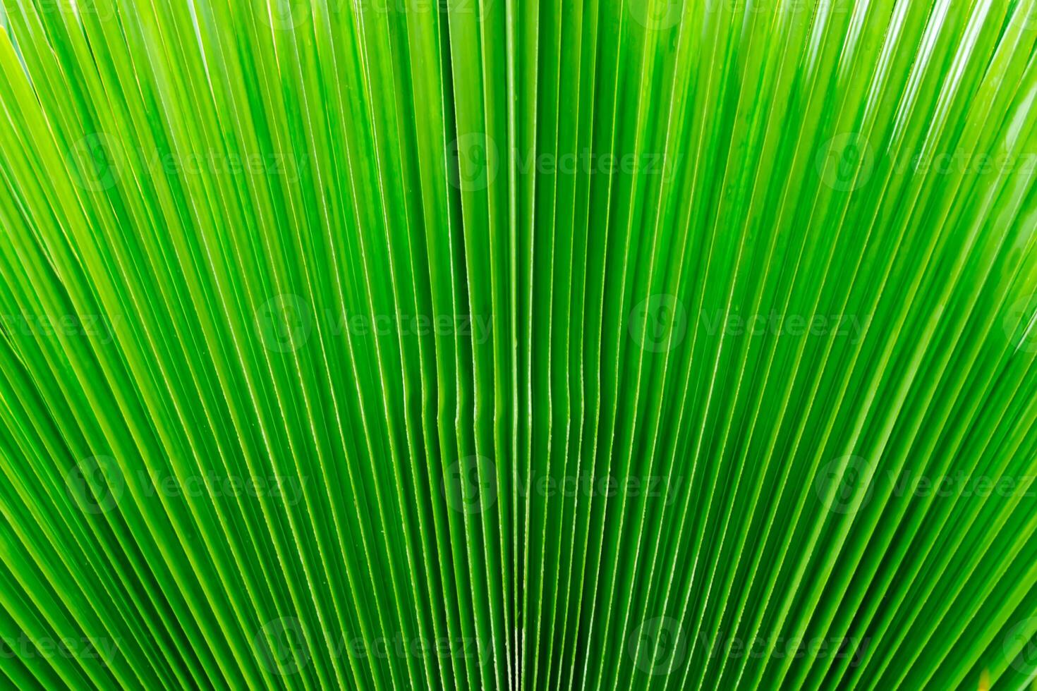 Grün Palme Blatt Hintergrund. foto
