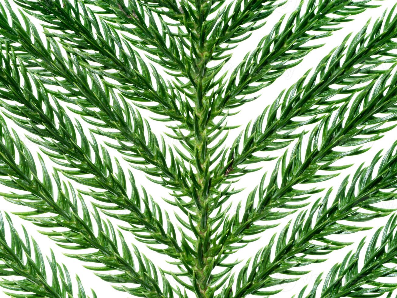 Norfolk Island Pine foto