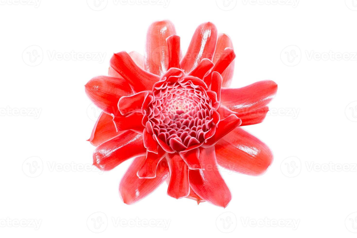 rot Etlingera elatior Blume foto