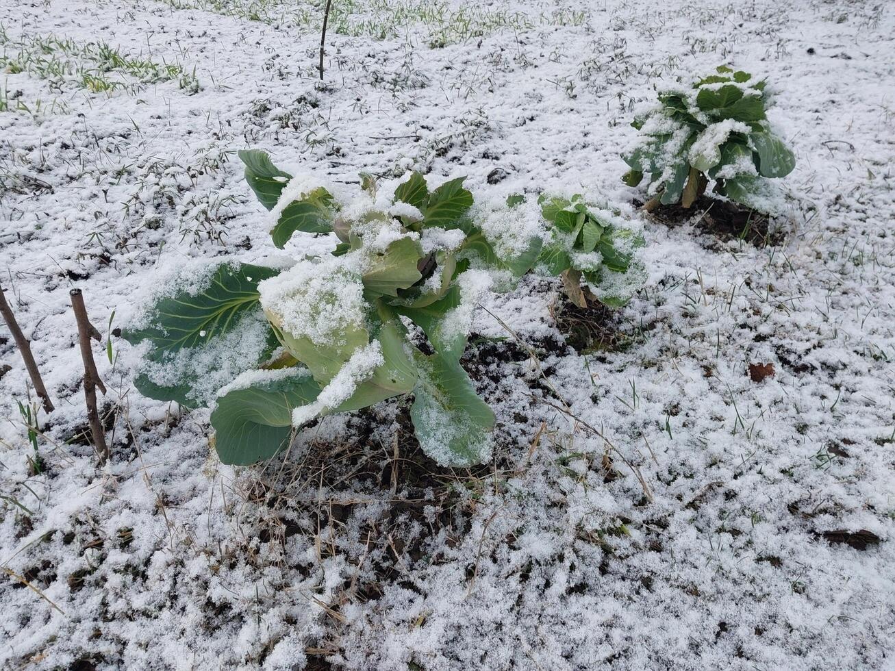 Schnee fiel auf das Garten wo Gemüse wachsen im das Dorf foto