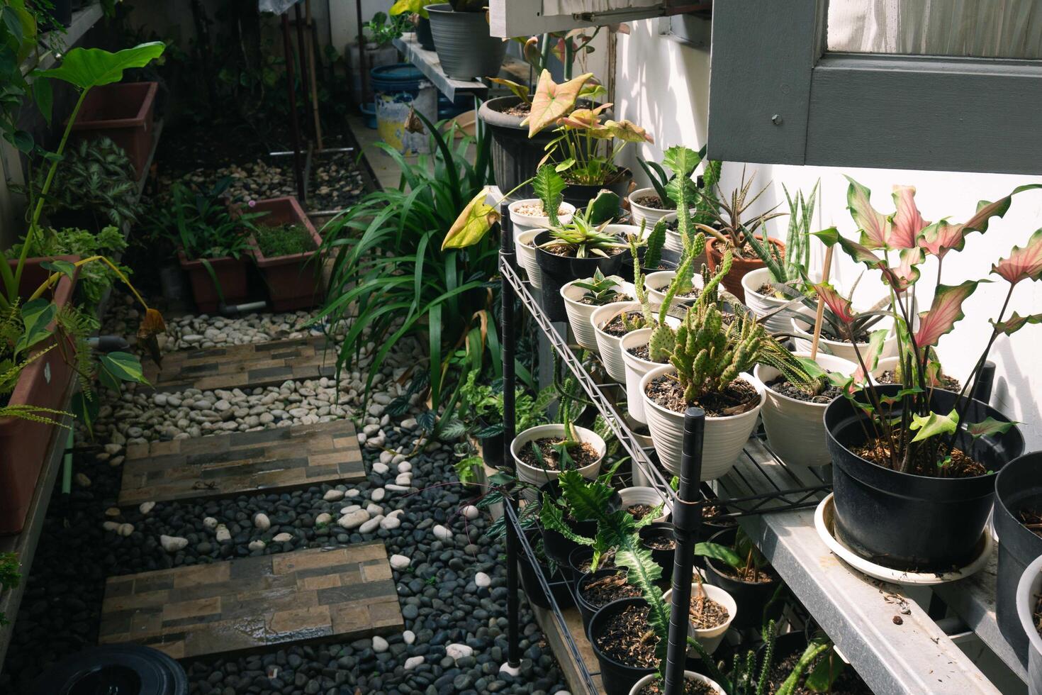 verschiedene eingetopft Pflanzen vereinbart worden im Gewächshaus. Pflanze Liebhaber Konzept. Grün Haus Pflanzen modern Innere Dekoration. Weg von ein Garten Center und Pflanzen foto