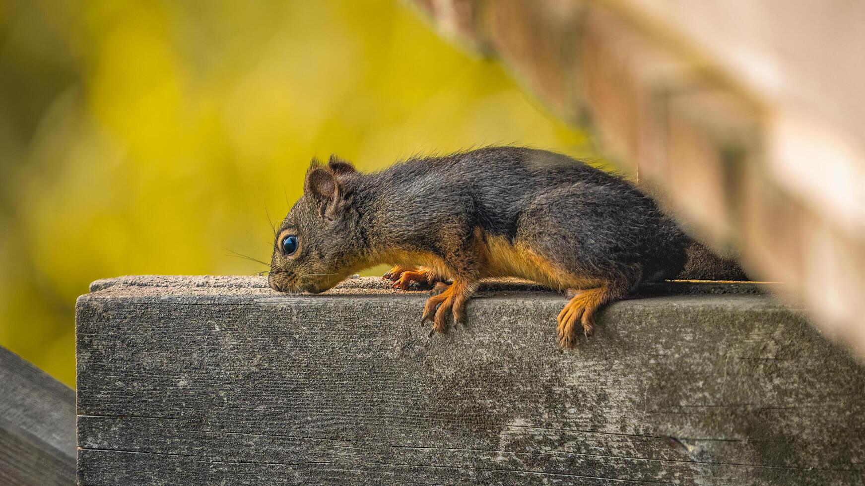 ein Eichhörnchen Sitzung auf ein hölzern Leiste foto