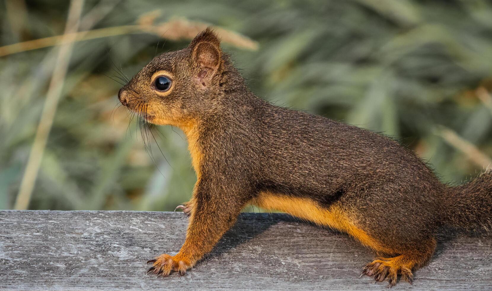 ein Eichhörnchen ist Stehen auf ein hölzern Bank foto