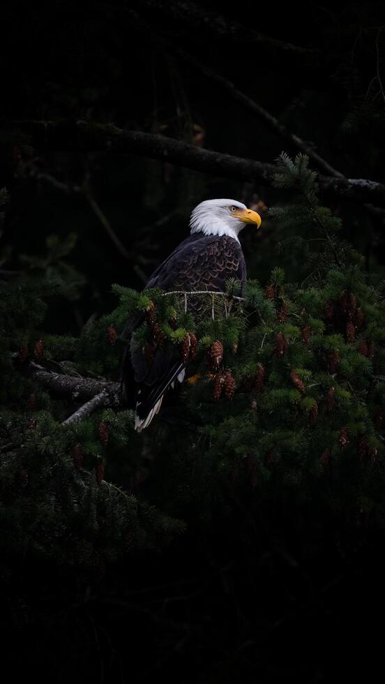 ein kahl Adler sitzt im ein Baum im das dunkel foto