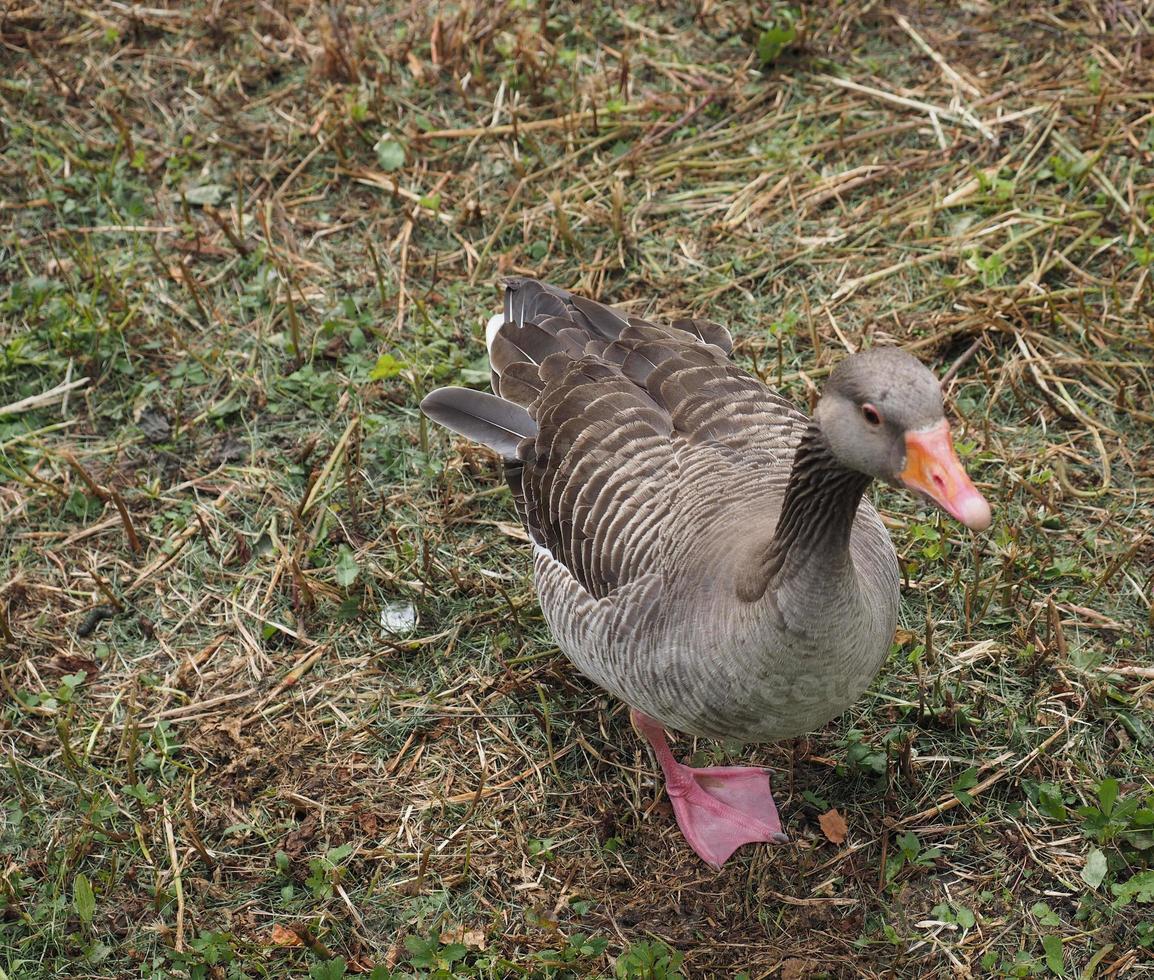 graugans anser anser vogel tier foto