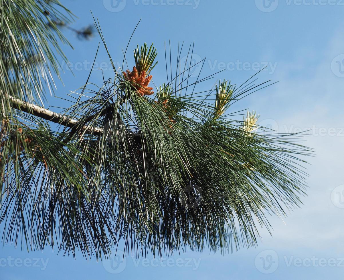 Kiefer Pinus Pinaceae Baum foto