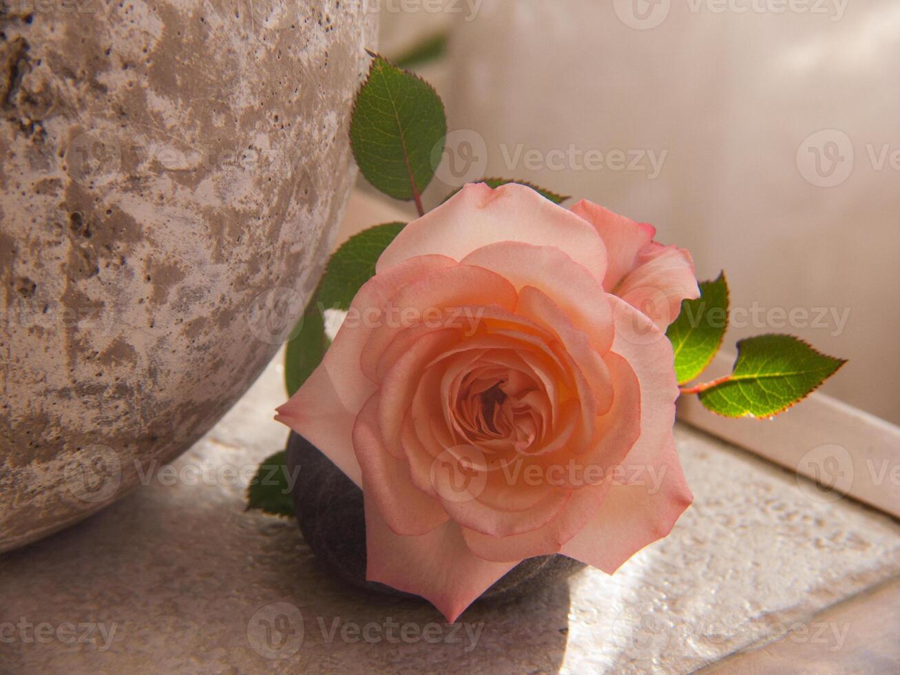 ein Single Rose Sitzung auf ein Stein Leiste foto