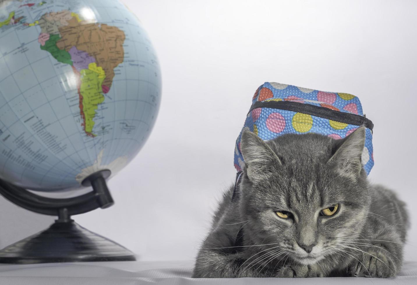 back to school grau getigerte Katze mit orangefarbenen Augen und blauem Rucksack liegt neben dem Golbus und sieht unglücklich aus foto