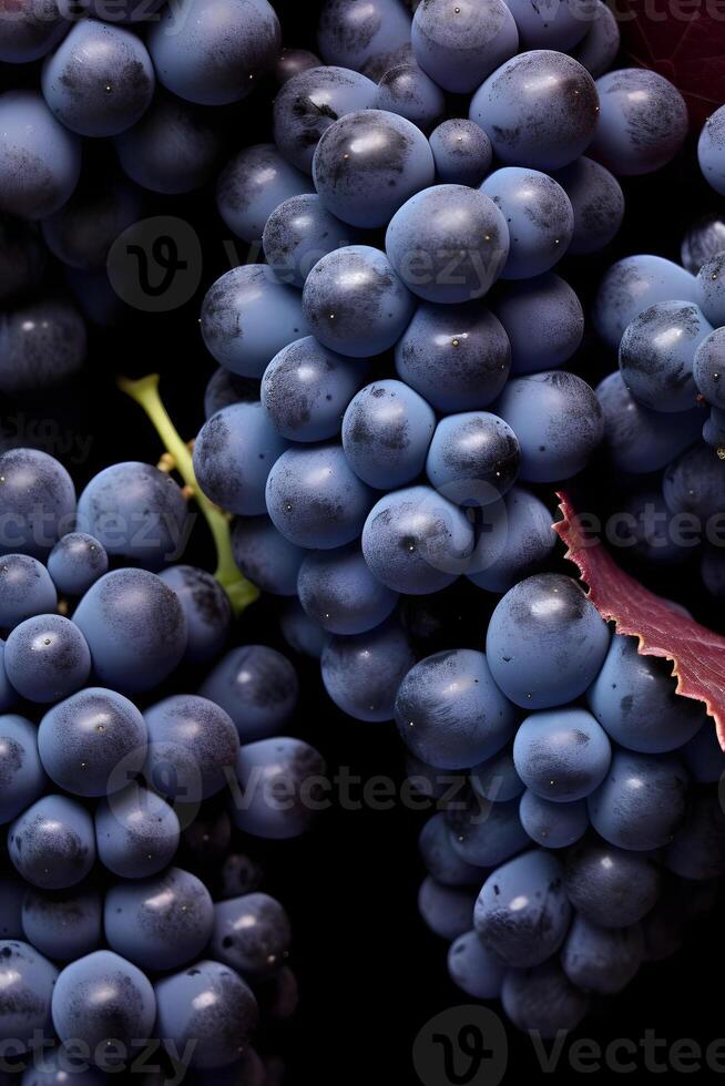 ai generiert Nahansicht Aussicht von Blau Trauben, höchst detailliert, neural Netzwerk generiert fotorealistisch Bild foto