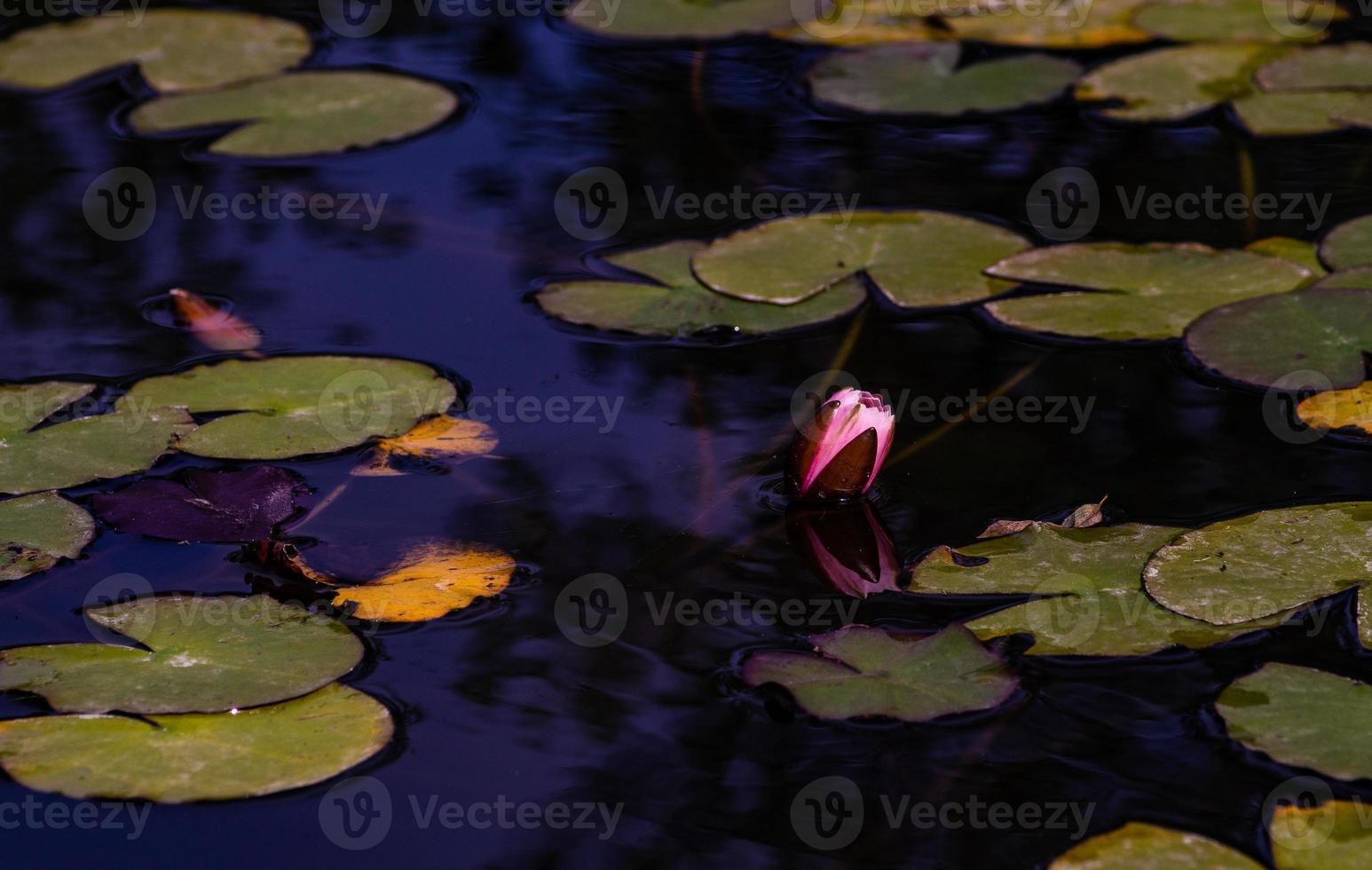 Seerose in einem Teich foto