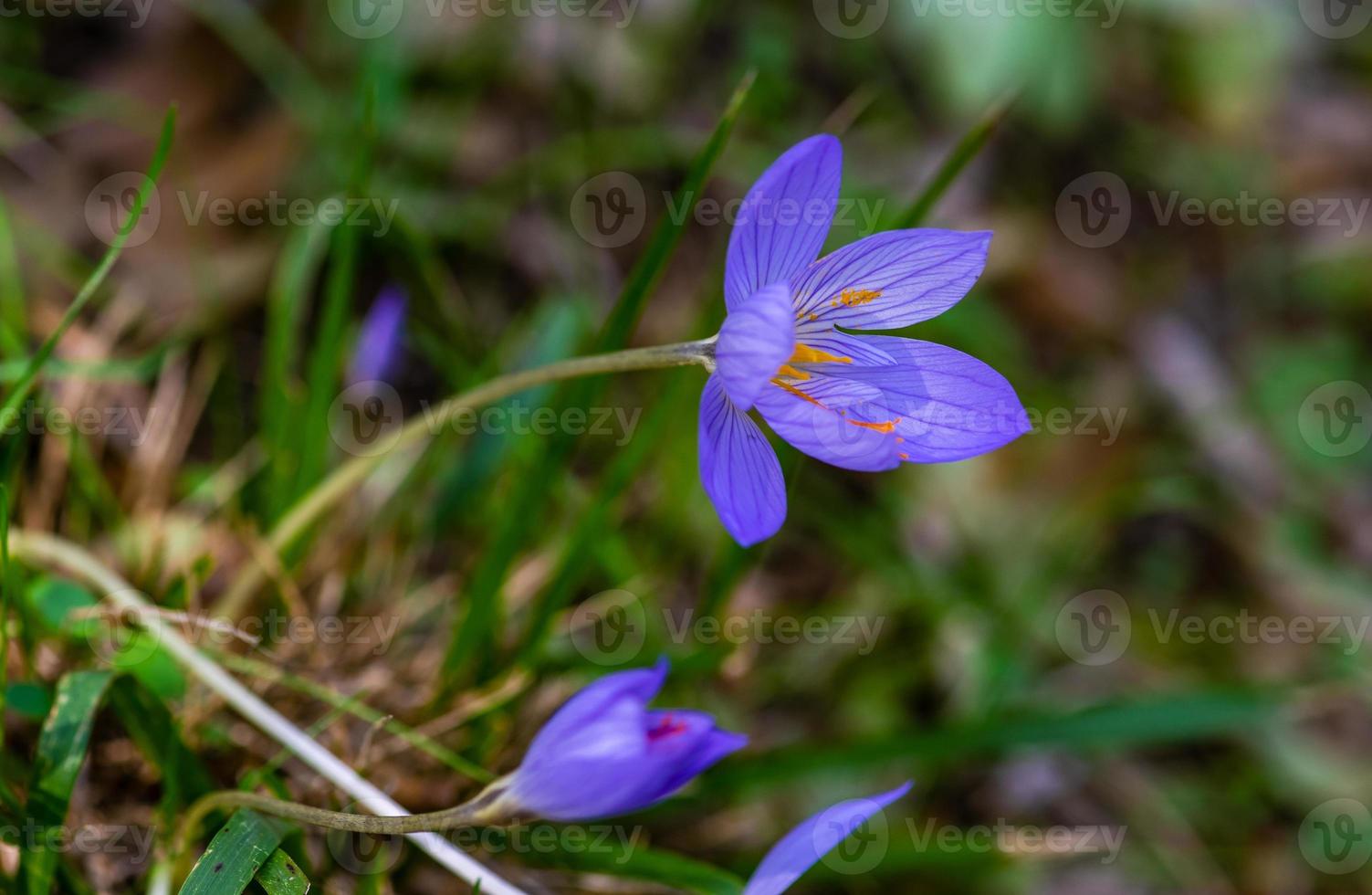 Herbstblumen - colchicum autumnale foto