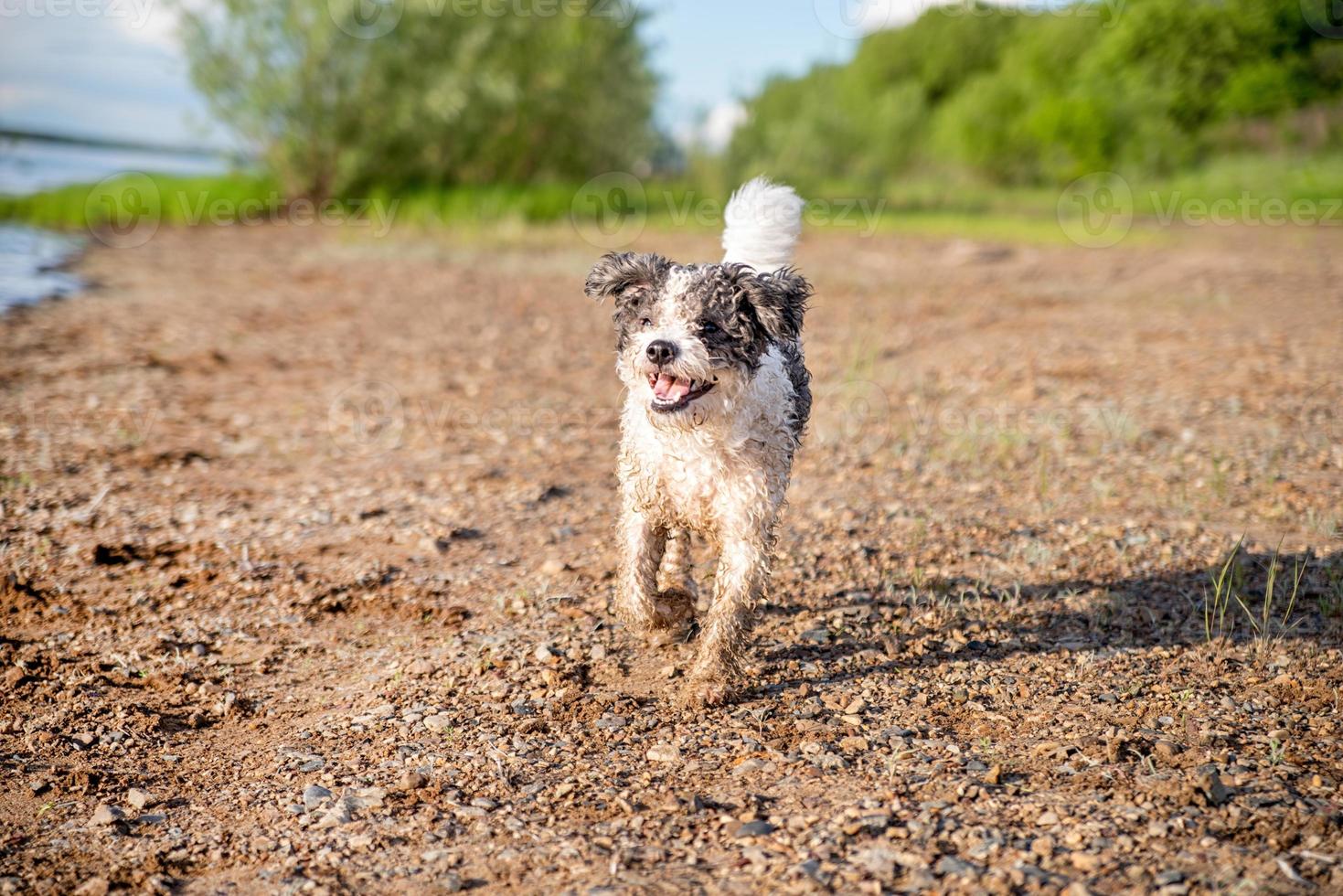 süßer entzückender Bichon Frise Hund, der am Wasser spazieren geht foto