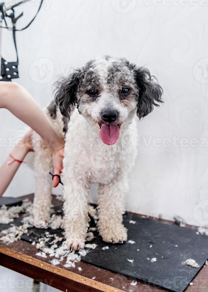 süßer weißer und schwarzer Bichon Frise Hund, der von einem professionellen Groomer gepflegt wird foto