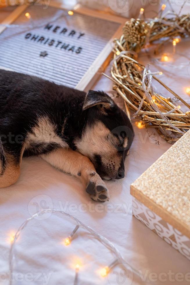 süßer Welpe, der mit Frohe Weihnachten-Filzbrett, Geschenken, Kranz und Lichtern im Bett liegt foto