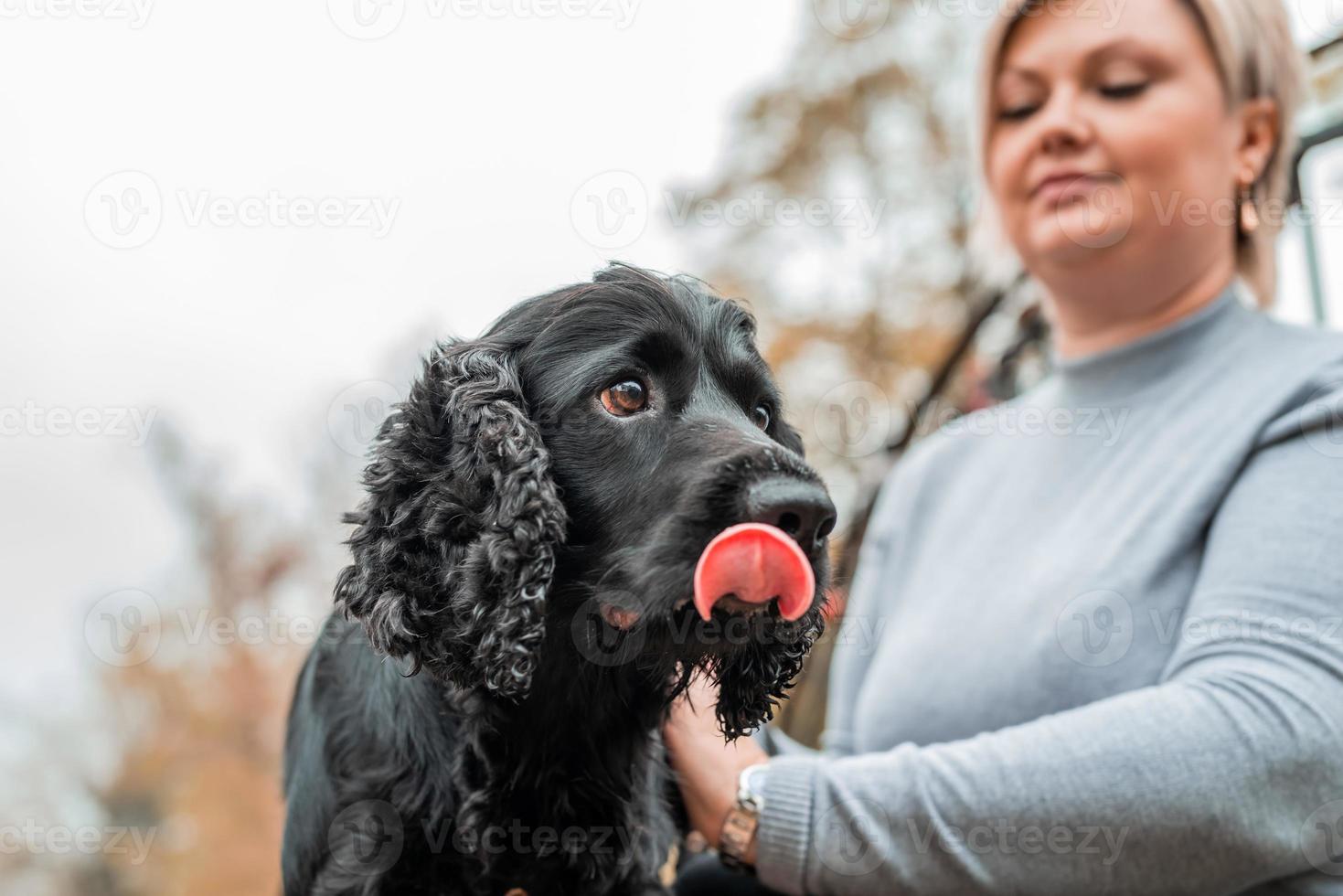 schwarzer Cocker Spaniel sitzt draußen auf der Bank mit dem Besitzer foto