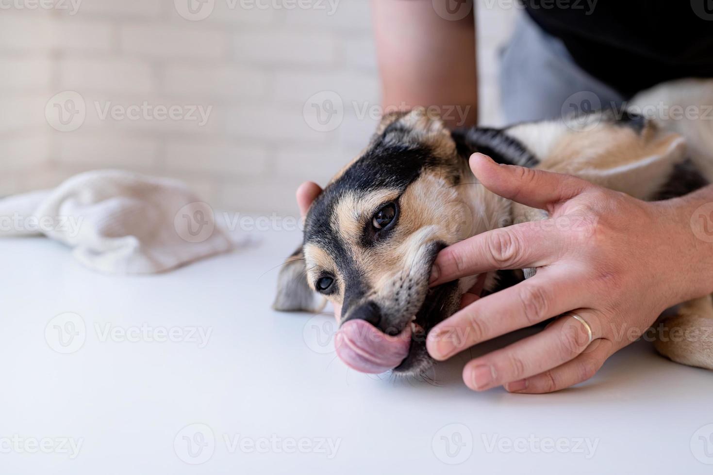 männliche Hände beim Zähneputzen eines Mischlings-Schäferhundes foto