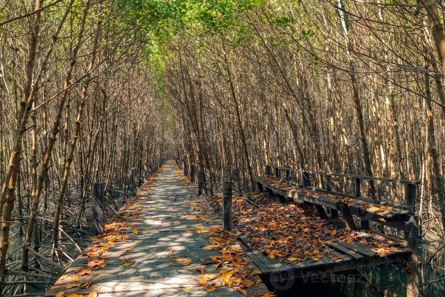 hölzern Gehweg im das Mangrove Wald foto