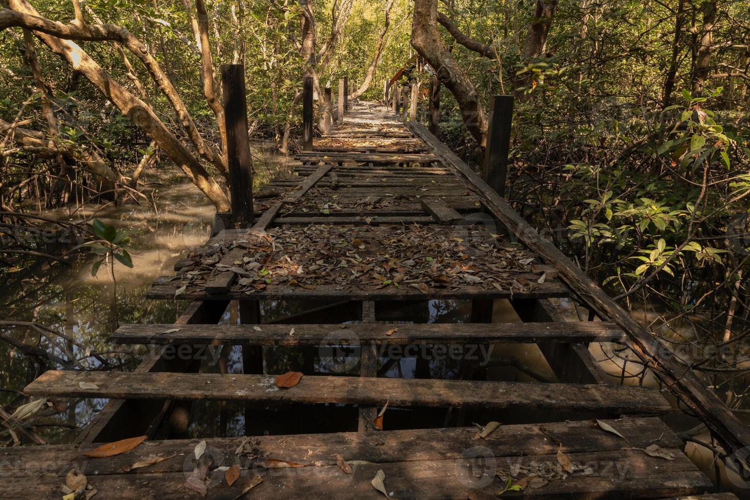 hölzern Gehweg im das Mangrove Wald foto