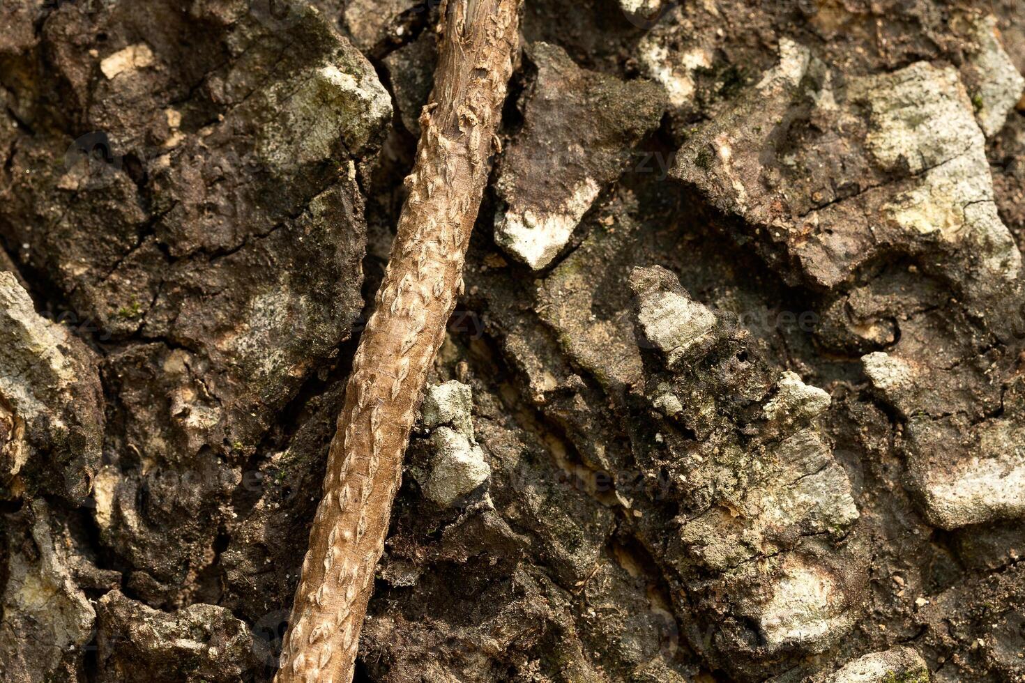 Nahansicht Foto von Baum bellen.