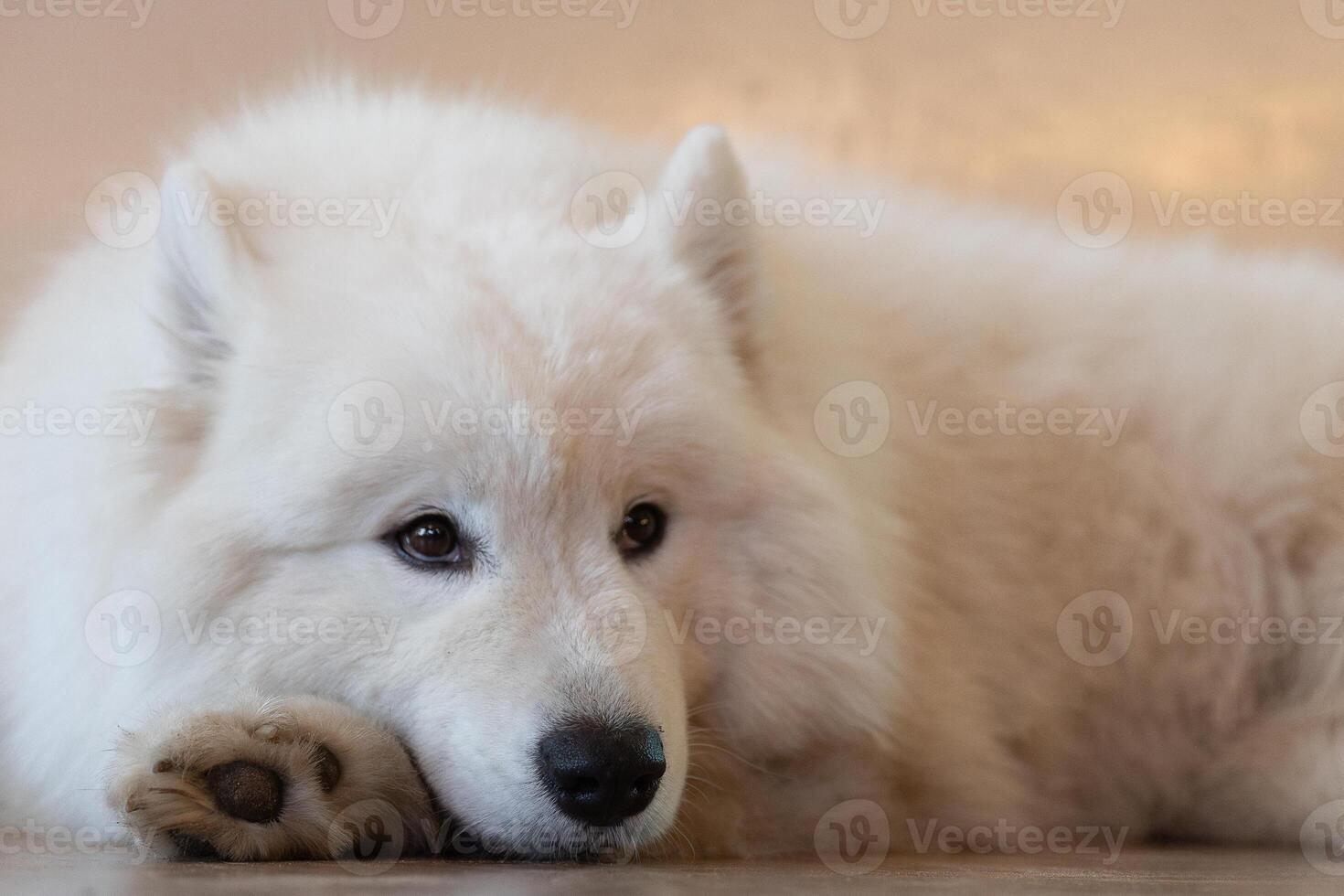 Weiß samoyed Hund duckte sich und suchen beim Fokus foto
