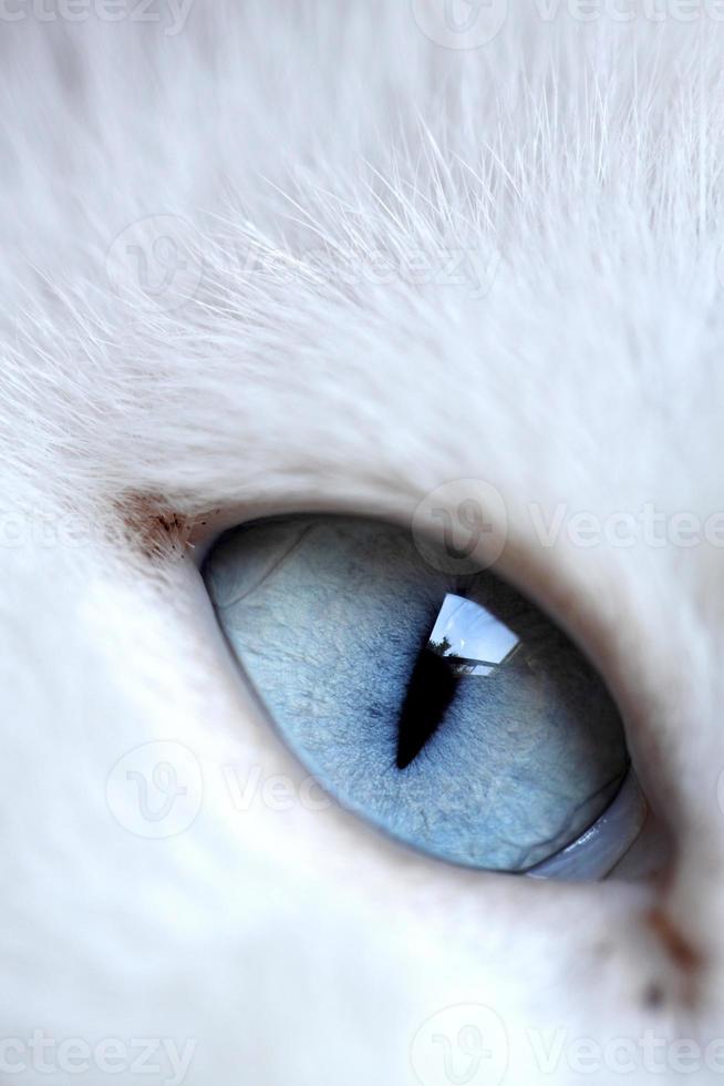 Augen der Katze foto