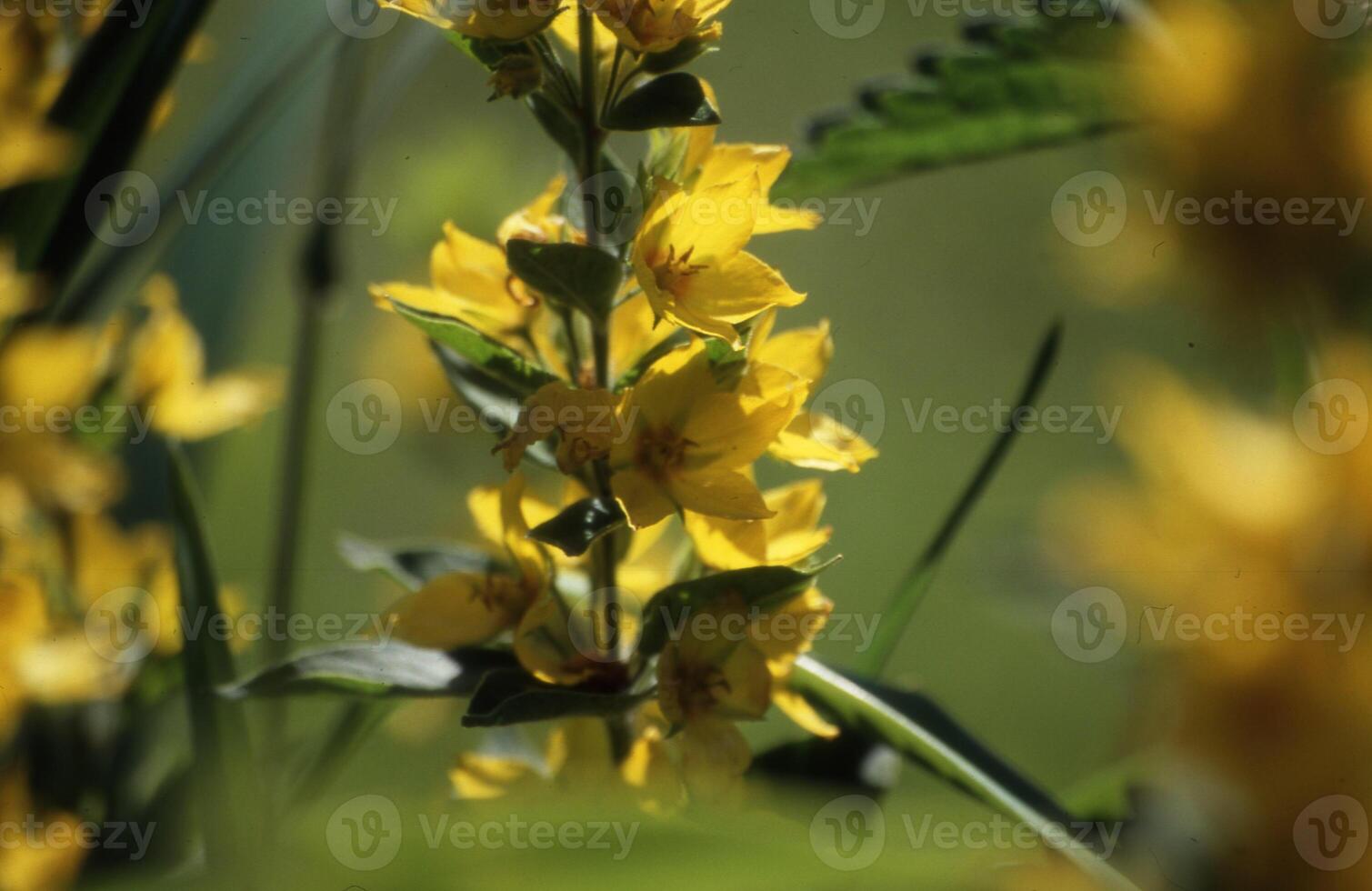 ein schließen oben von ein Gelb Blume im das Gras foto