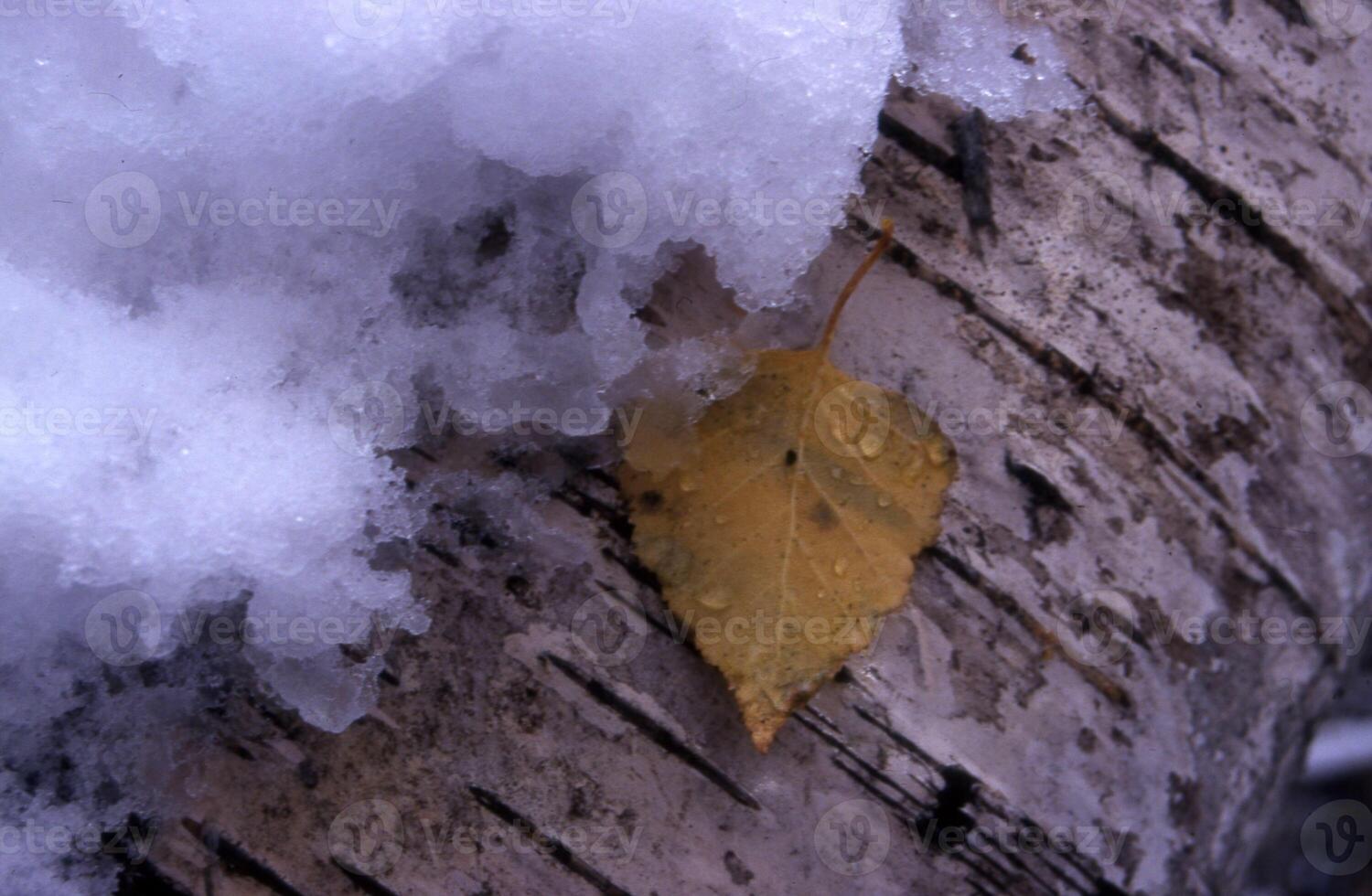 ein Gelb Blatt ist Sitzung auf ein Baum Kofferraum bedeckt im Schnee foto