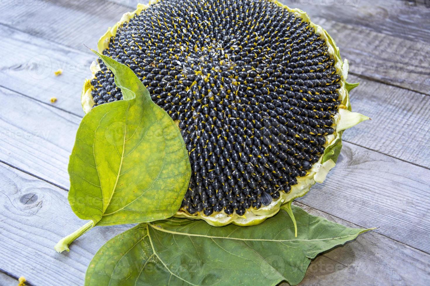 Sonnenblume Nahaufnahme. Sonnenblumenkerne im Kopf. foto