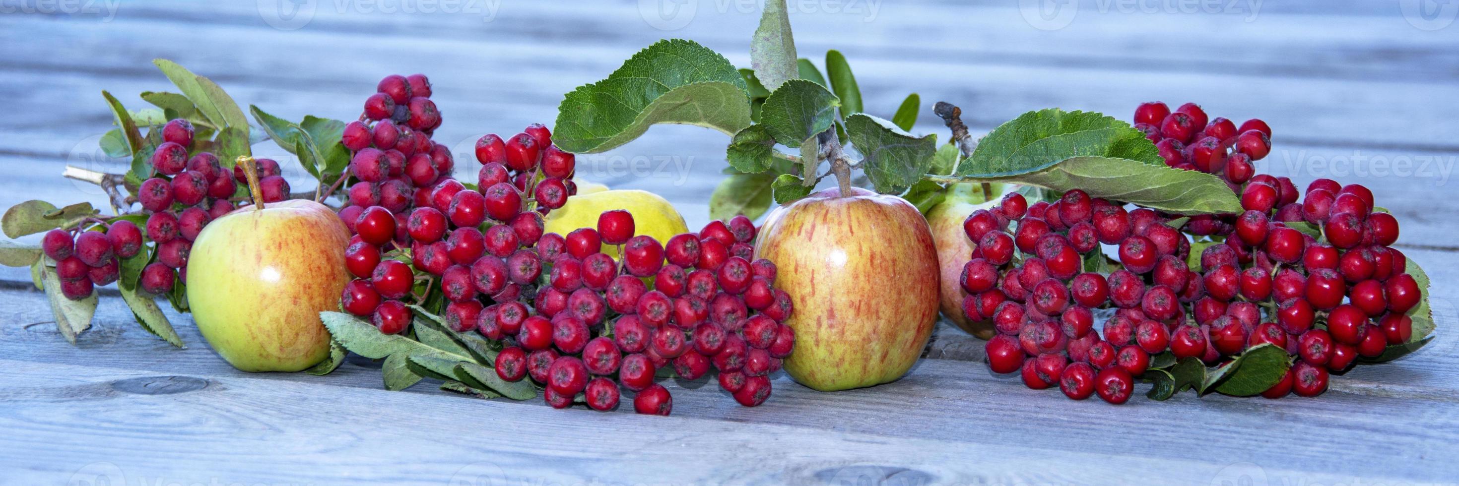 Vogelbeere und Äpfel. natürlicher horizontaler Hintergrund aus Beeren und Blättern von Ebereschen und Äpfeln. Beeren und Früchte. foto