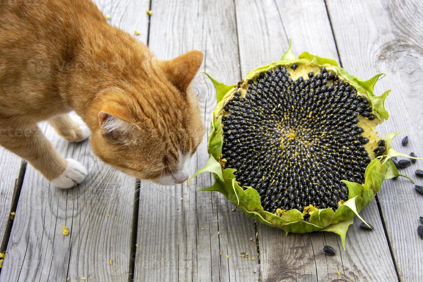 Sonnenblume und Katze. Ingwerkätzchen schnuppert Sonnenblumenkerne. foto