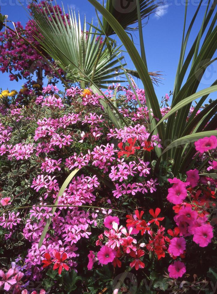 ein Busch von Blumen mit viele anders Farben foto